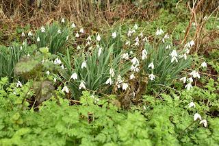 Snowdrop time in the garden