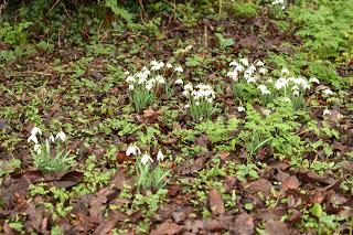 Snowdrop time in the garden