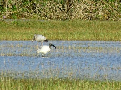 Charowa Dam, Hazaribagh, The Land Of Vultures – How To reach, Things To Do, Photos