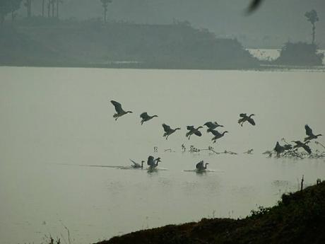 Charowa Dam, Hazaribagh, The Land Of Vultures – How To reach, Things To Do, Photos