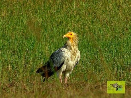 Charowa Dam, Hazaribagh, The Land Of Vultures – How To reach, Things To Do, Photos