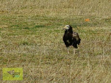 Charowa Dam, Hazaribagh, The Land Of Vultures – How To reach, Things To Do, Photos