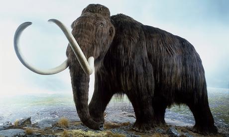 trade in ivory and tusks - of elephants and woolly mammoths !!