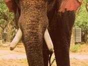 Trade Ivory Tusks Elephants Woolly Mammoths