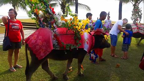 carabao parade