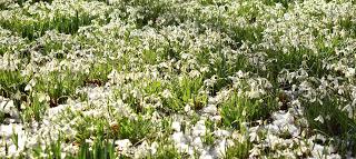 Snowdrops at Belvoir Castle