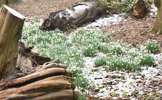 Snowdrops at Belvoir Castle