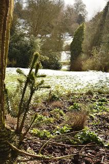 Snowdrops at Belvoir Castle