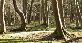 Snowdrops at Belvoir Castle