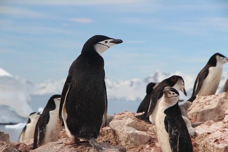 Climate Change Led To The Decline in Chinstrap Penguin Population By Over 75% in the Last 50 Years