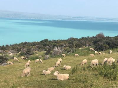 HIKING AND BIKING IN NEW ZEALAND, Part 1: Guest Post by Cathy Mayone