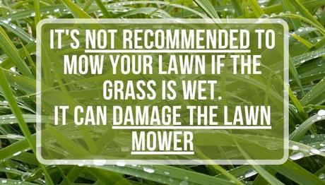How Early is TOO Early to Mow? mowing wet grass