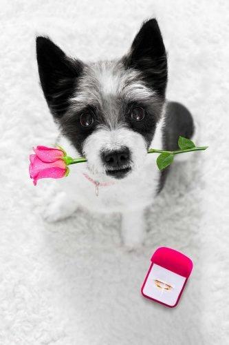 wedding trends cute dog with rose and ring