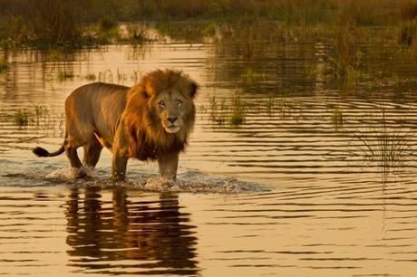 Africa Safaris: Top 5 Things to do at the Okavango Delta