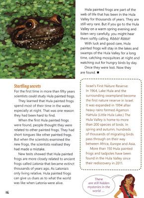 LOST AND FOUND: WHERE ARE THE HULA PAINTED FROGS? Article in Touchdown Magazine