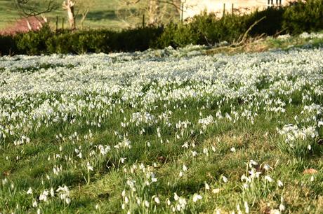 Snowdrops at Easton Walled Gardens