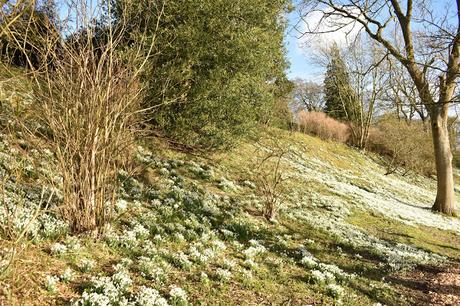 Snowdrops at Easton Walled Gardens