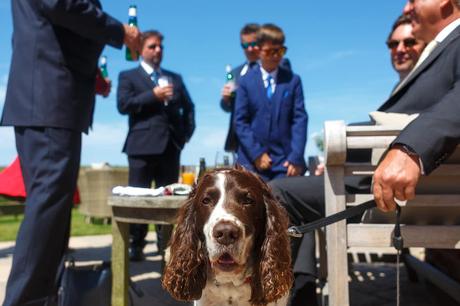 dog at a cley windmill wedding in Norfolk
