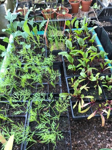 5 Reasons Why Gardeners Must Go Peat-Free