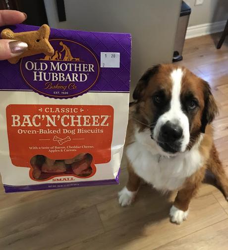 February 23: Best treats for International Dog Biscuit Day
