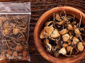 Magic Mushroom Nose Spray Psychedelic Microdosing?