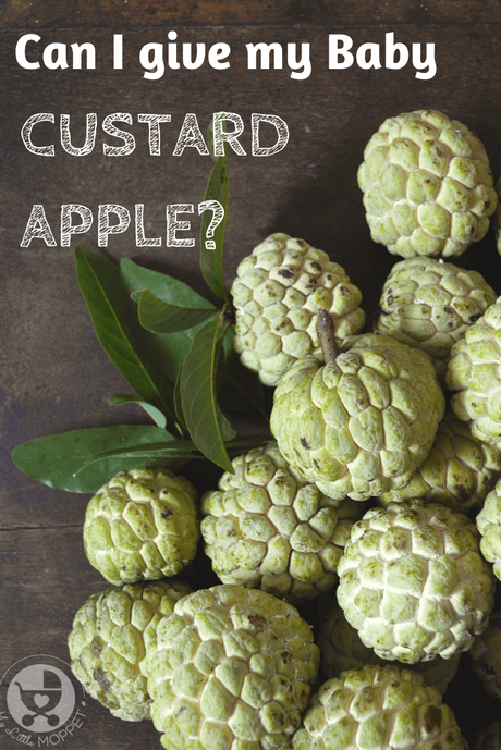 Known as sitaphal, custard apple is a fruit that is a pleasure to eat! With numerous health benefits, it's natural to ask: Can I give my Baby Custard Apple?