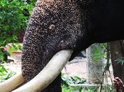 Gajaratnam Guruvayur Padmanabhan More