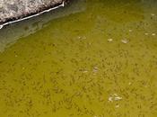 Kill Mosquito Larvae Water