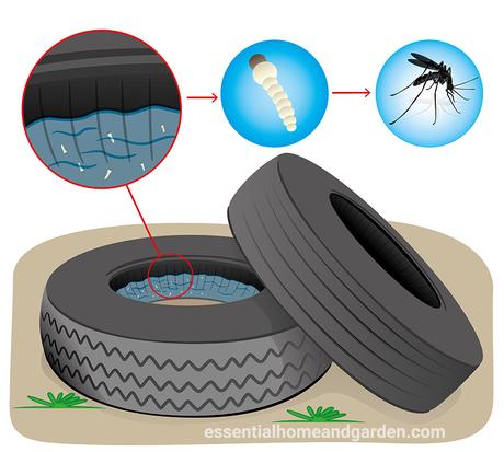 How to Kill Mosquito Larvae in Water