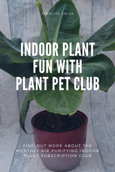 Indoor Plant Fun With Plant Pet Club