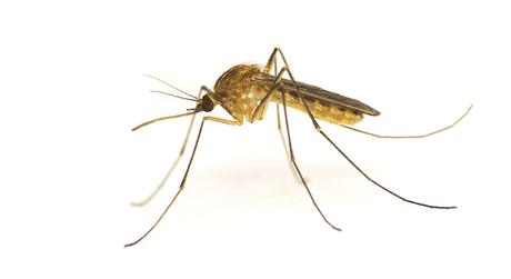 How to Get Rid of Mosquitoes Inside the House