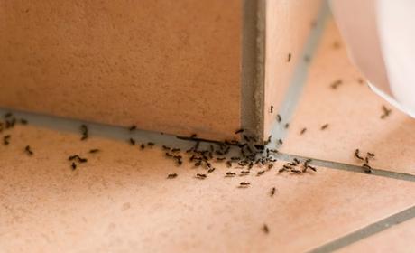 5 Most Common Household Pest Problems