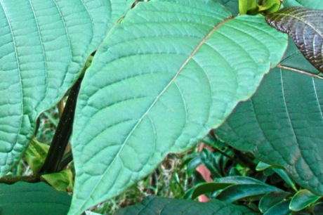 5 Surprising Benefits Of Kratom You Should Know About
