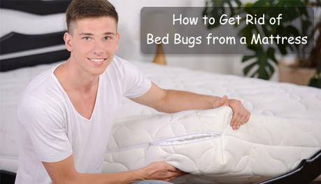 How to Get Rid of Bed Bugs from a Mattress