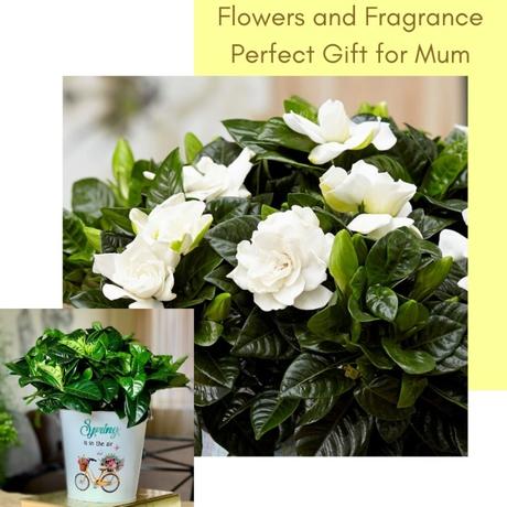 Win A Gardenia For Mother’s Day