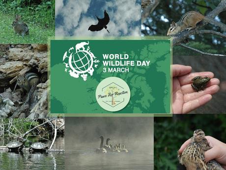 World Wildlife Day March 3: How can you make a difference?