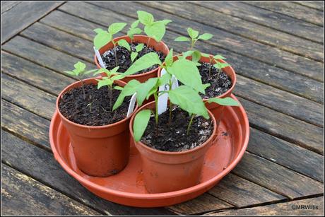 Transplanting chillis