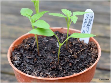 Transplanting chillis