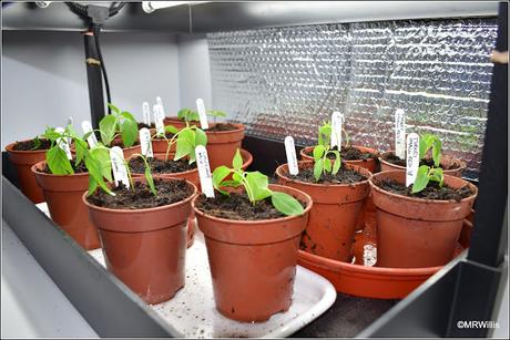 Transplanting chillis