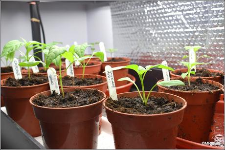 Transplanting chillis