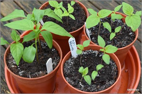 Transplanting chillis