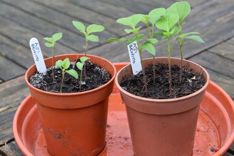 Transplanting chillis