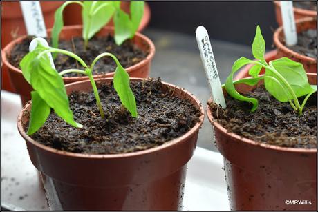 Transplanting chillis