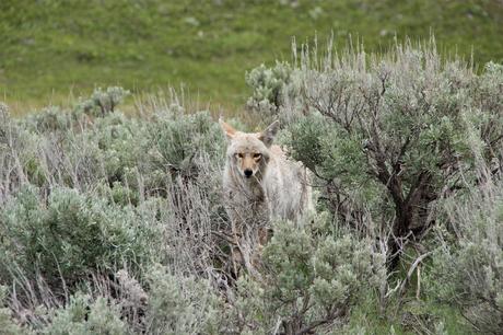 Best Coyote Call – Top 5 of 2020