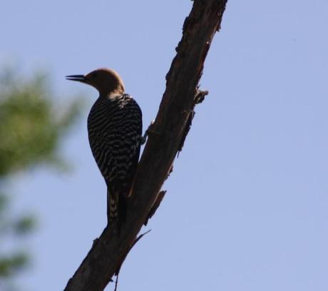 Birding Southeast Arizona–Day 2: Madera Canyon