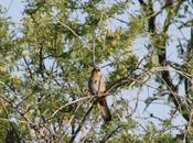 Birding Southeast Arizona–Day Madera Canyon
