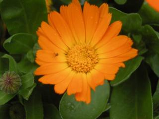 English Marigold Flower (09/05/2012, London)