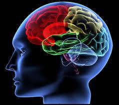 Omega 3 Benefits For Brain Function