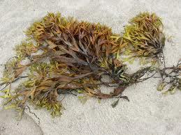 Bladderack Seaweed