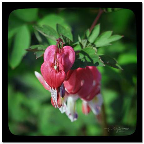 Close in Heart - Red Bleeding Hearts